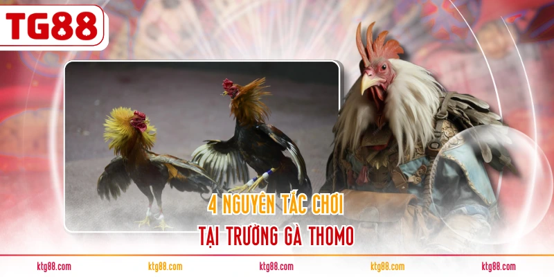 4 nguyên tắc chơi tại trường gà Thomo