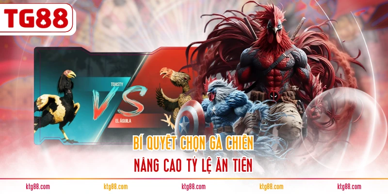 Bí quyết chọn gà chiến nâng cao tỷ lệ ăn tiền