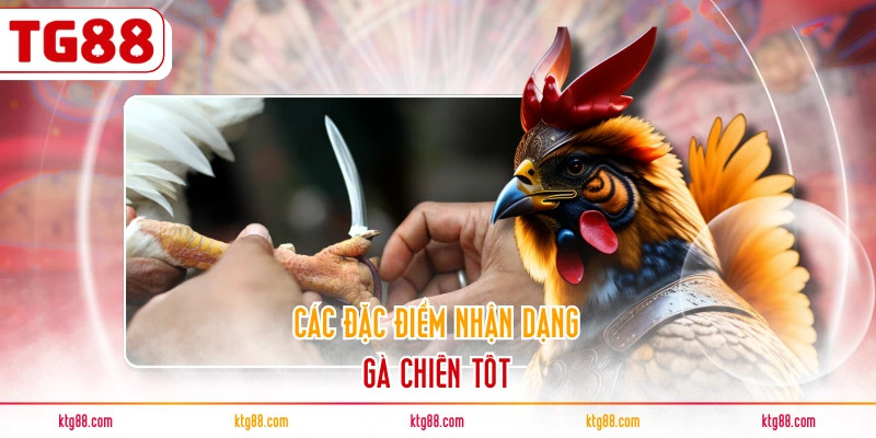 Các đặc điểm nhận dạng gà chiến tốt