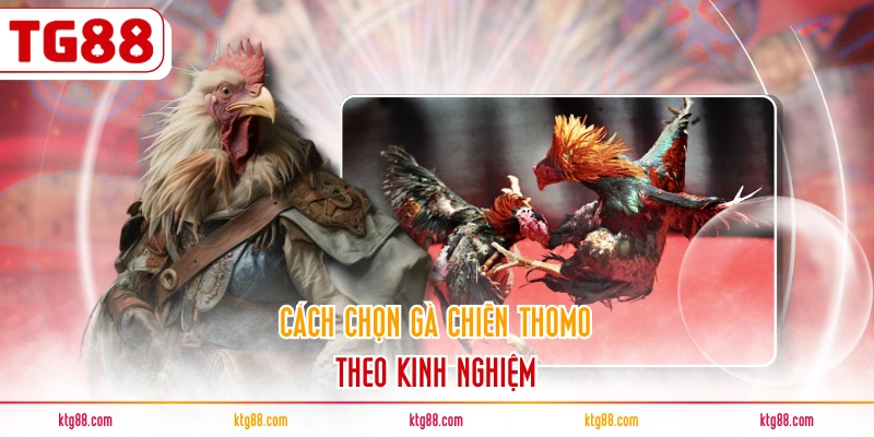 Cách chọn gà chiến Thomo theo kinh nghiệm