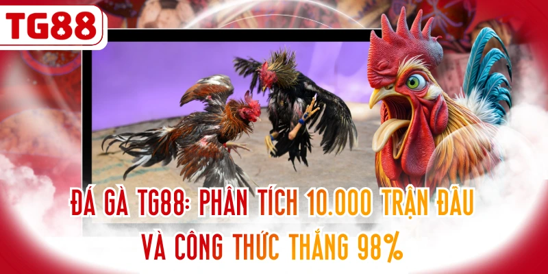 Đá Gà TG88: Phân Tích 10.000 Trận Đấu Và Công Thức Thắng 98%
