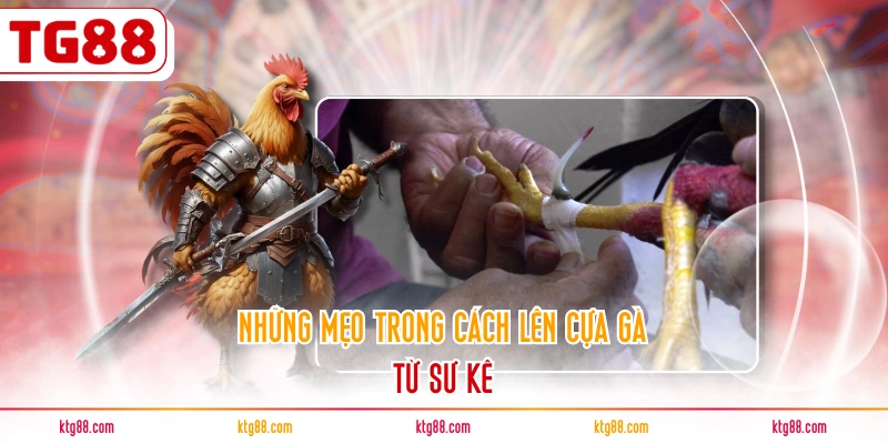 Những mẹo trong cách lên cựa gà từ sư kê