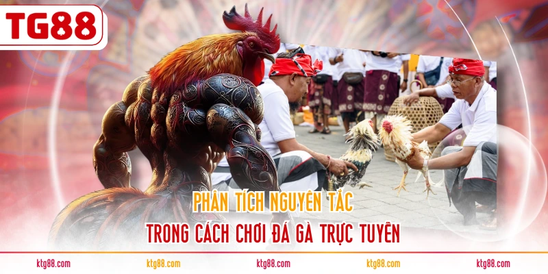 Phân tích nguyên tắc trong cách chơi đá gà trực tuyến
