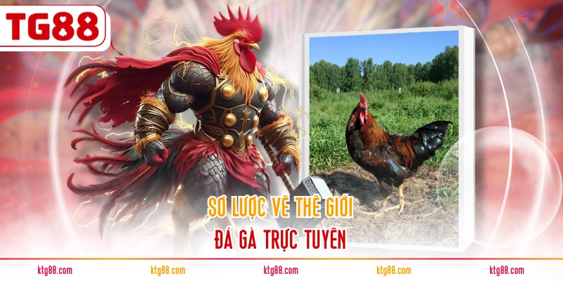 Sơ lược về thế giới đá gà trực tuyến