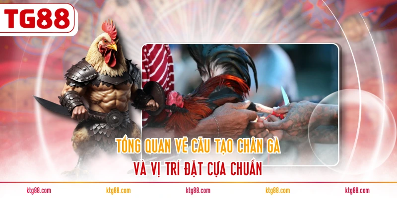 Tổng quan về cấu tạo chân gà và vị trí đặt cựa chuẩn