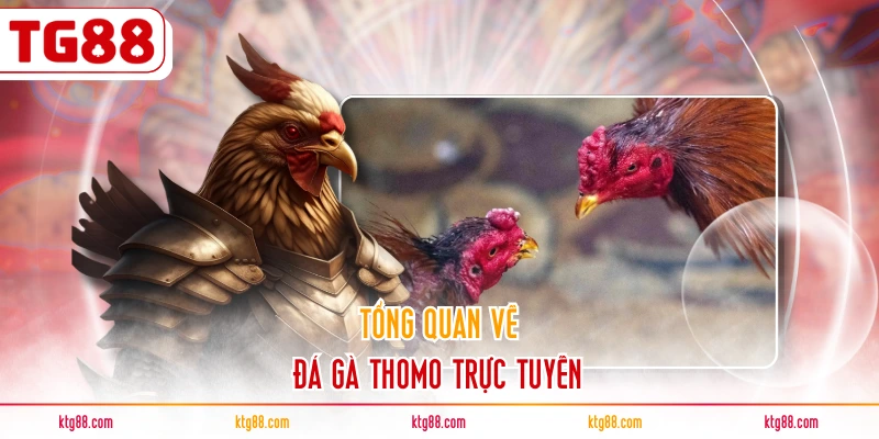 Tổng quan về đá gà Thomo trực tuyến